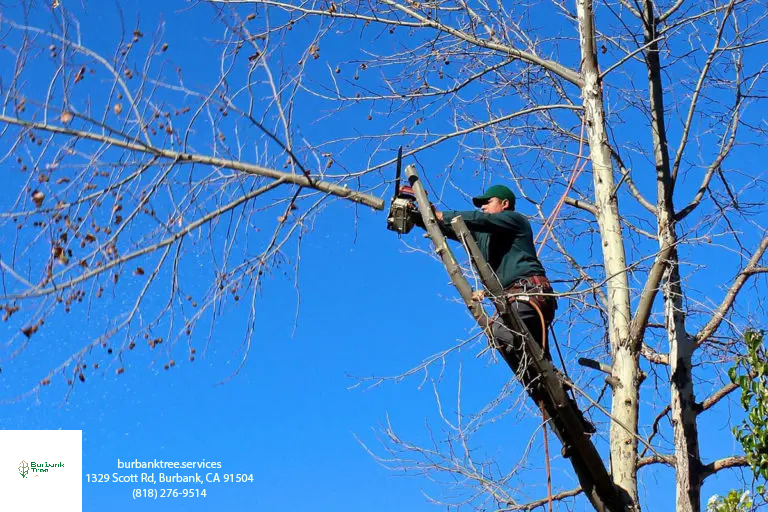 Tree Service Woodland Hills - Burbank Tree Pros