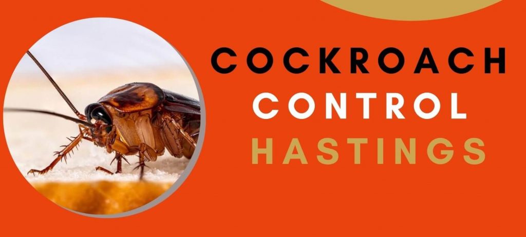 Pest Control Hastings