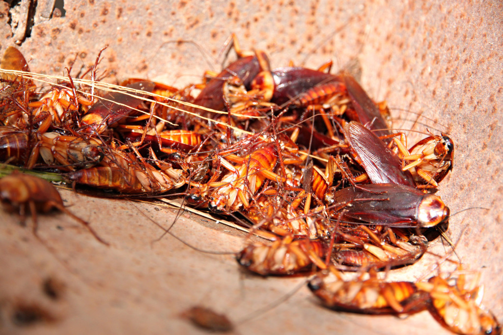 Cockroach Removal Brisbane