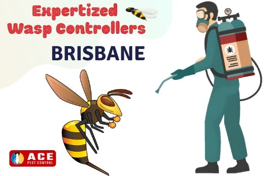 Bees & Wasp Control Brisbane