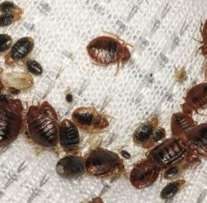 Bed Bug Treatment Pros