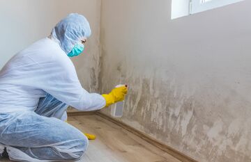 Mold Experts of Albany