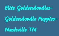Elite Goldendoodle Puppy Nashville