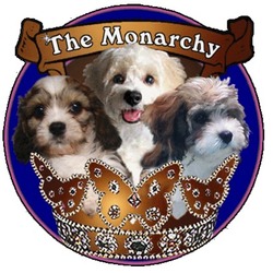 Cavachons From The Monarchy